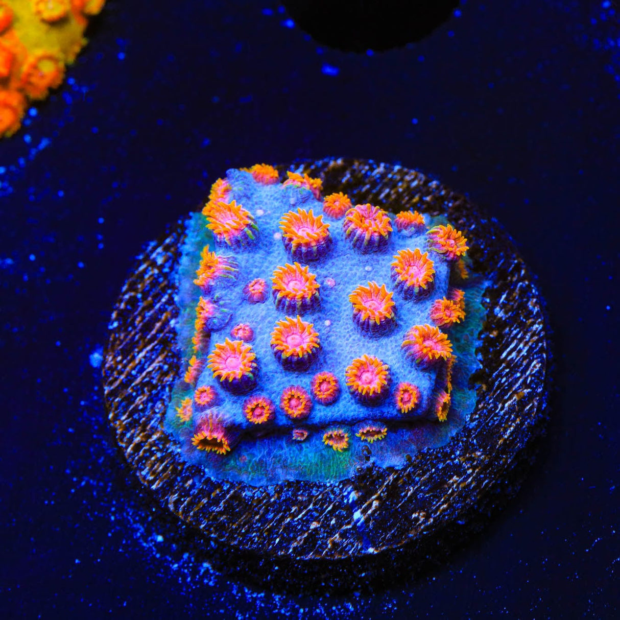 WWC Bizarro Cyphastrea Coral