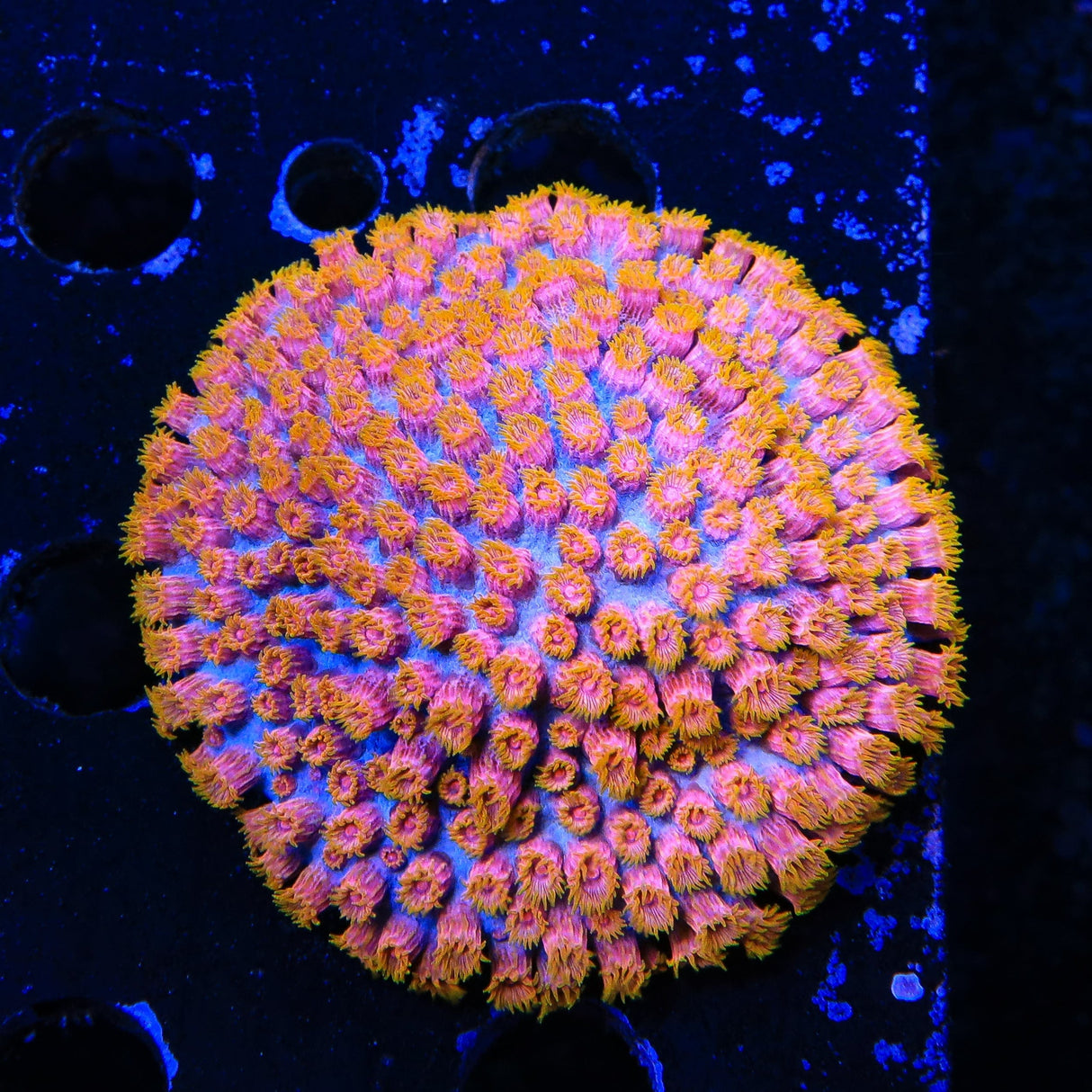 WWC Bizarro Cyphastrea XL Frag Coral