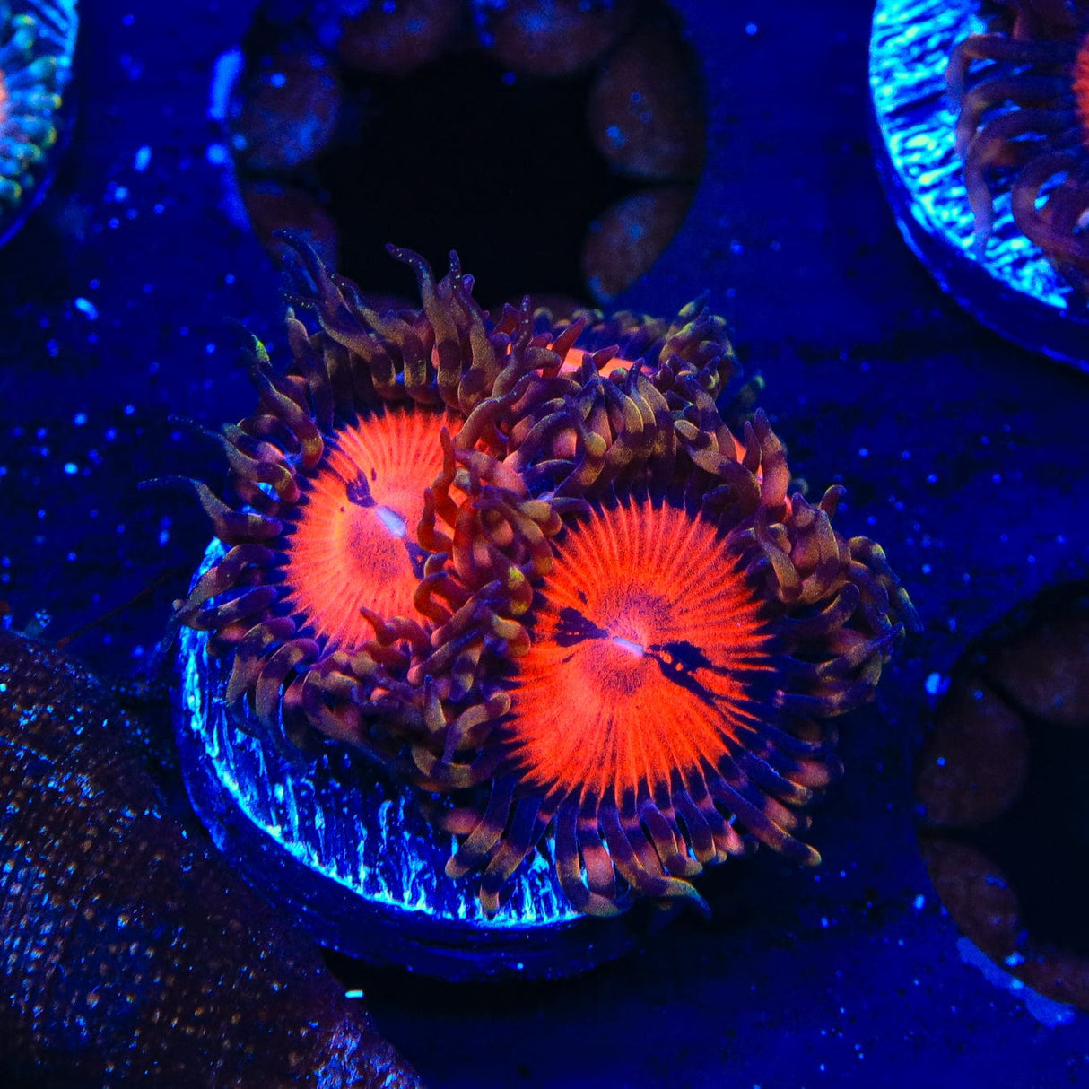 WWC Bloodsucker Zoanthids Coral