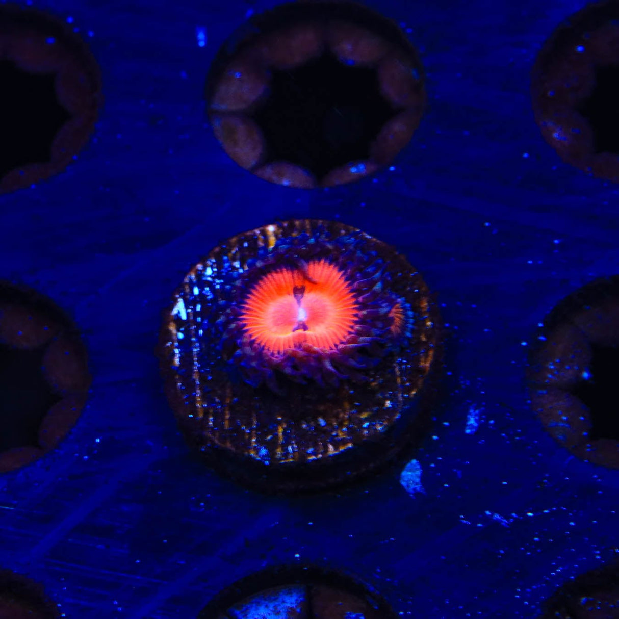 WWC Bloodsucker Zoanthids Coral