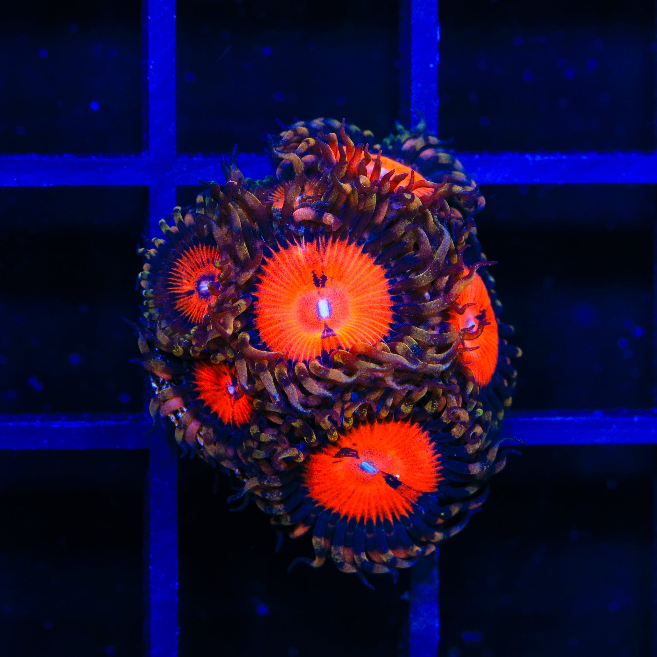 WWC Bloodsucker Zoanthids Coral