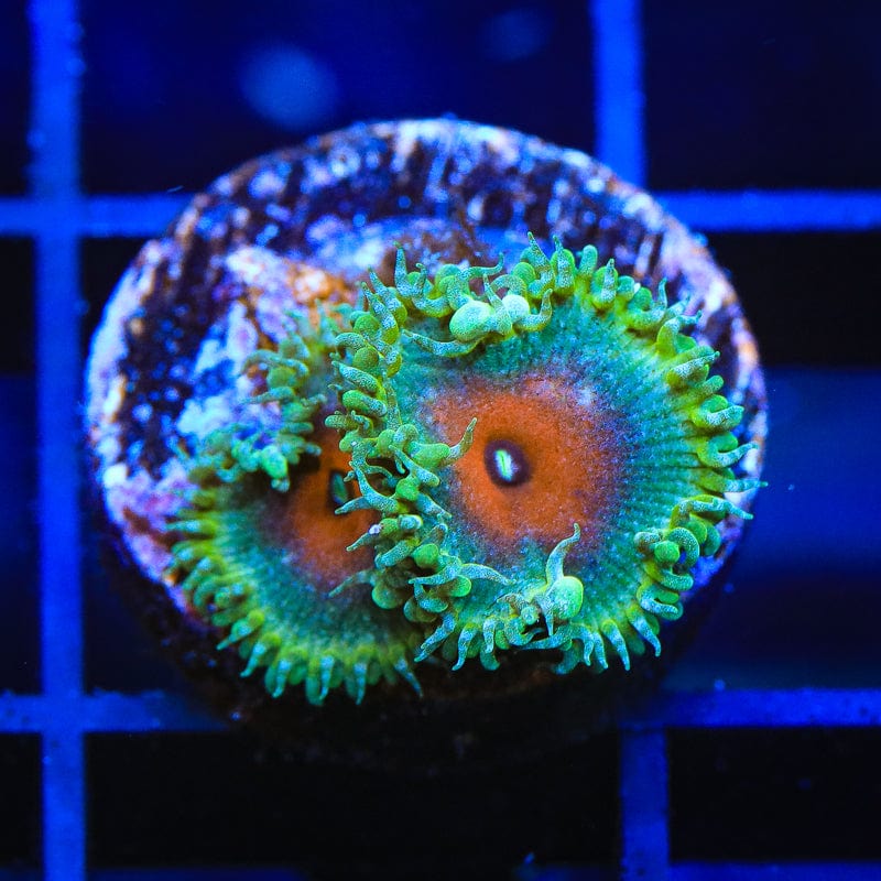 Captain America Palythoa Zoanthids Coral – Top Shelf Aquatics