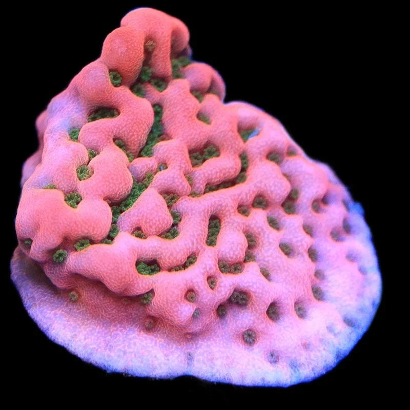 WWC Cherry Tree Montipora Coral