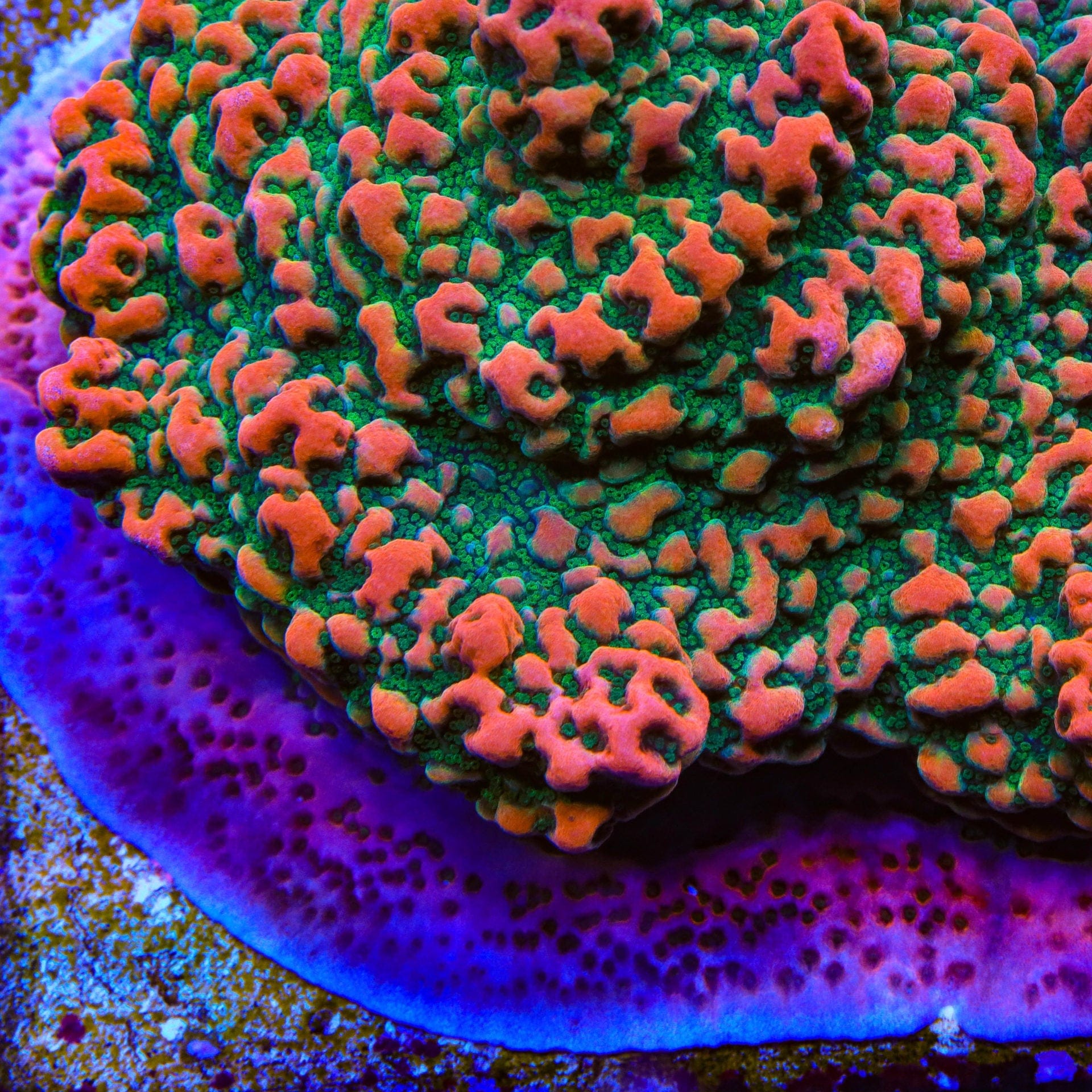 Cherry Tree Montipora Coral – Top Shelf Aquatics