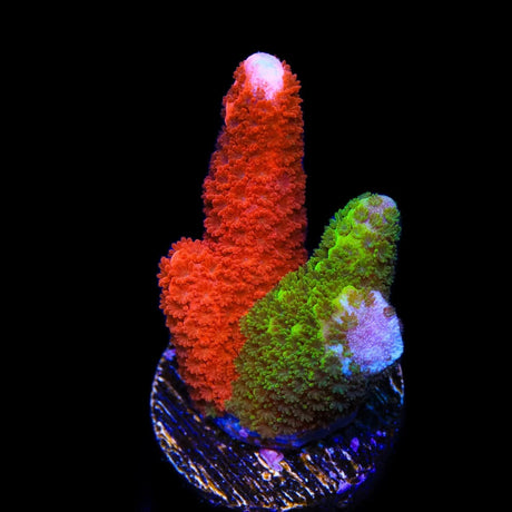 WWC Contraband Montipora Digitata Coral