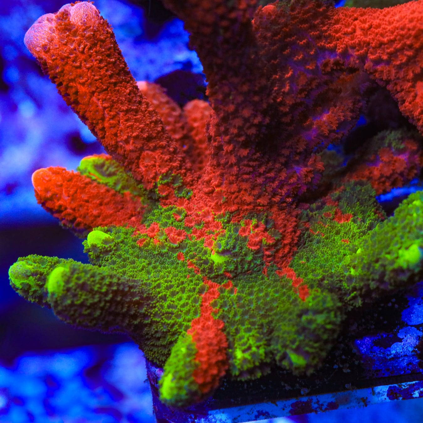 Contraband Montipora Digitata Coral – Top Shelf Aquatics