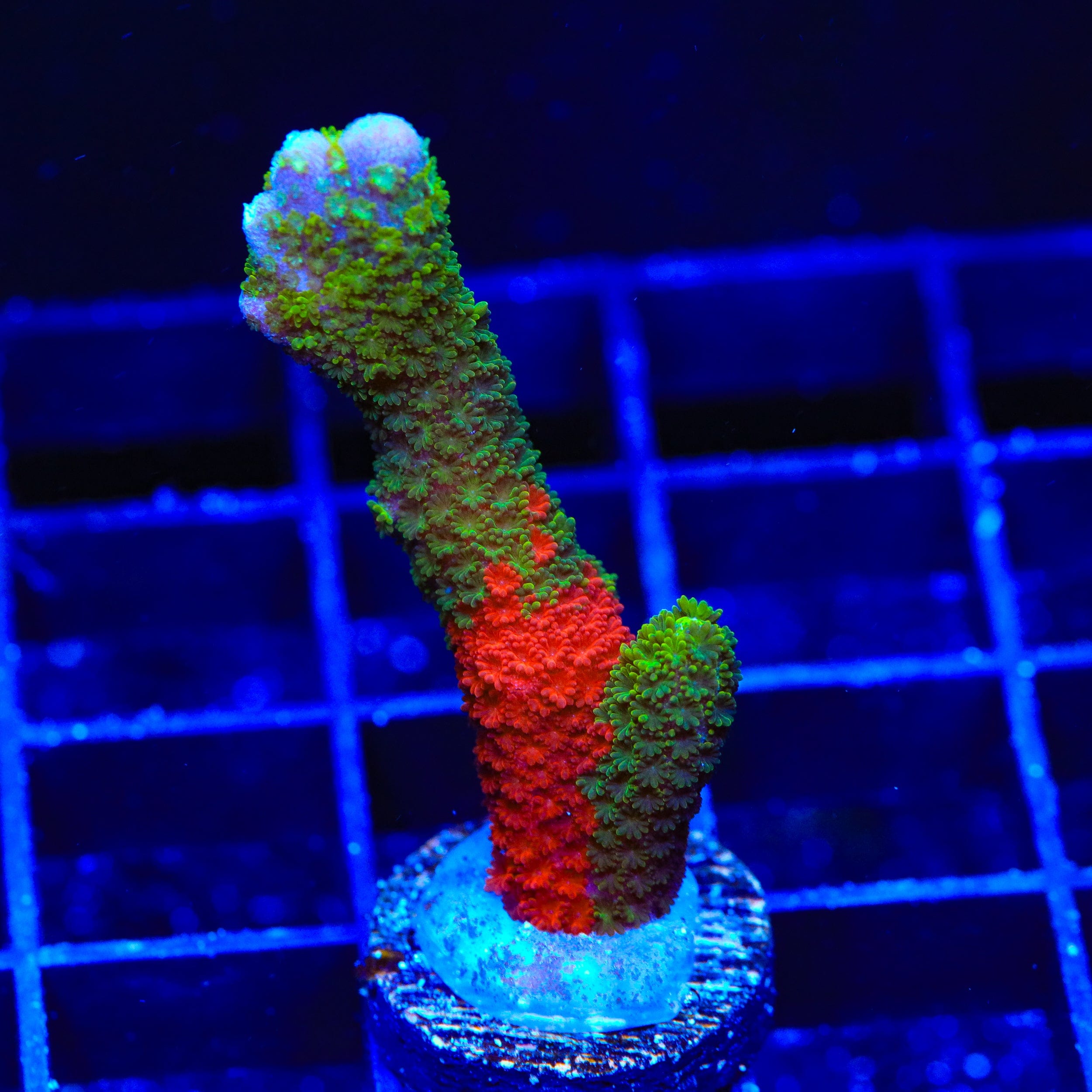 WWC Contraband Montipora Digitata Coral