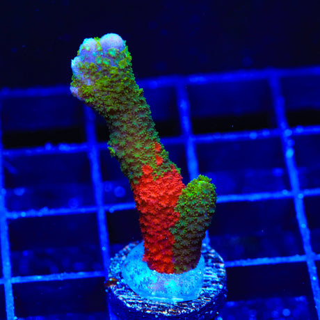 WWC Contraband Montipora Digitata Coral
