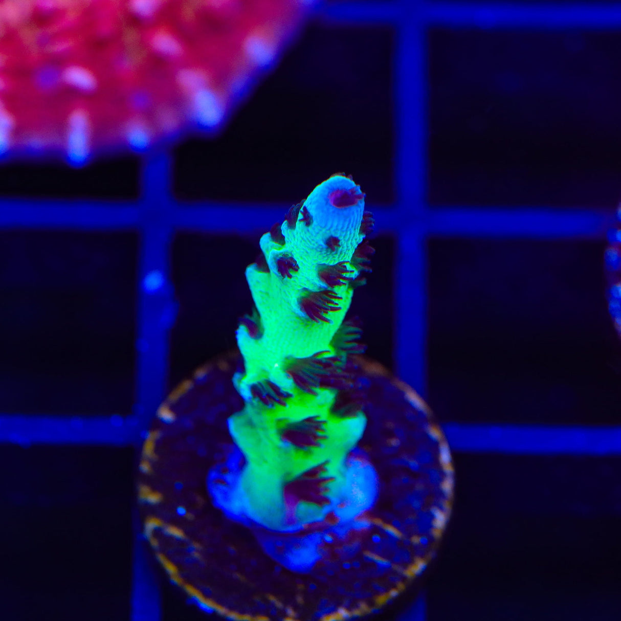 WWC Cookie Monster Acropora Coral