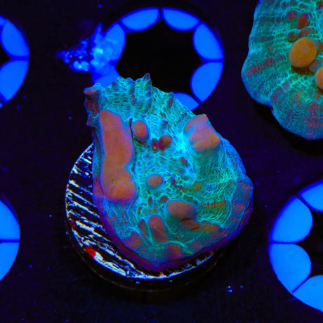 WWC Cosmic Candy Bounce Chalice Coral