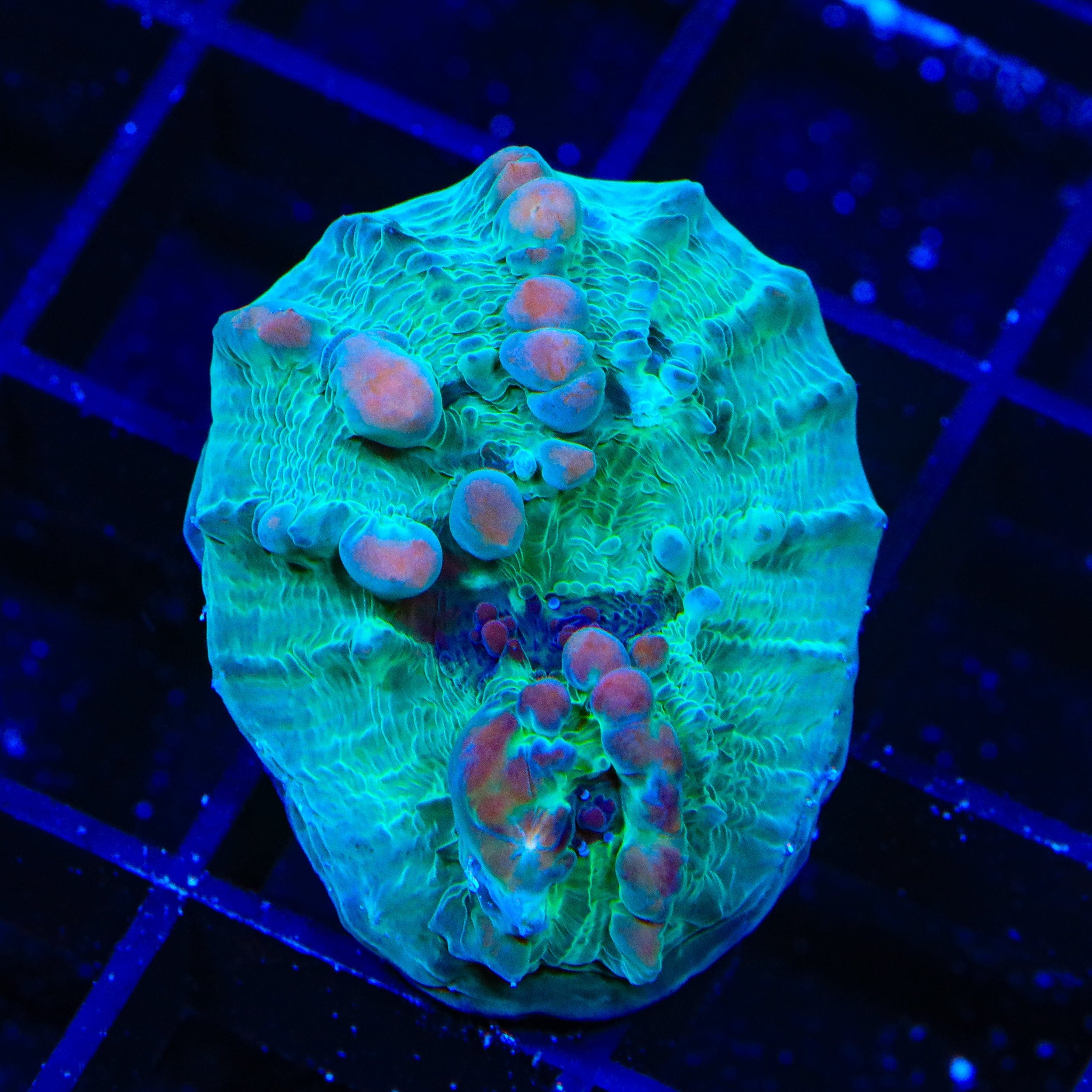 トーキョー・カオティック WWC Cosmic Candy Bounce Chalice XL Frag Coral – Top Shelf Aquatics