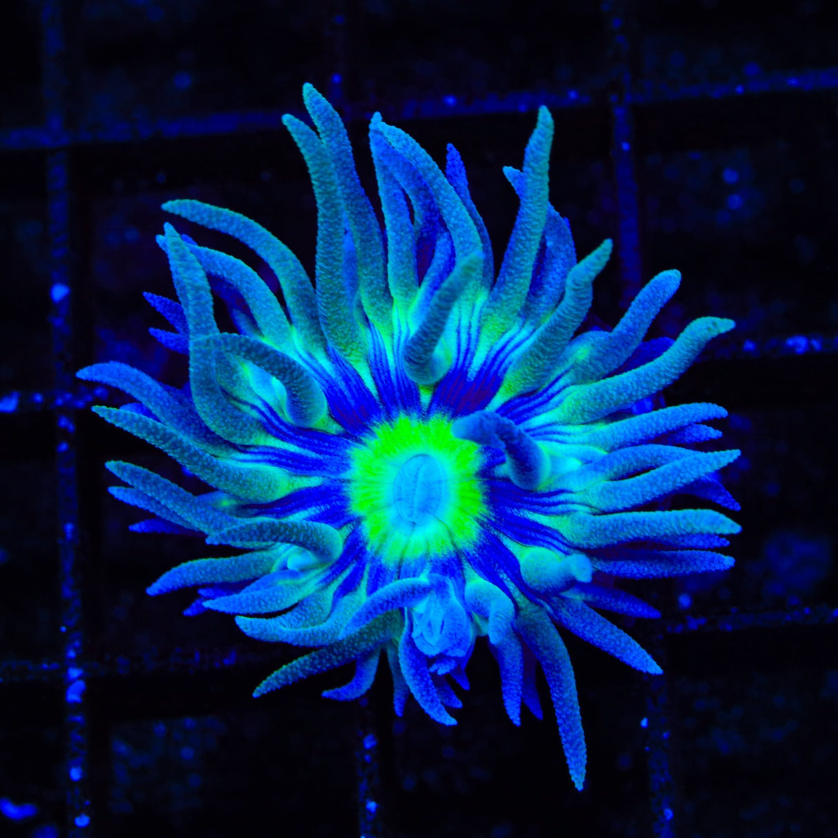 WWC Dream Catcher Duncan Coral