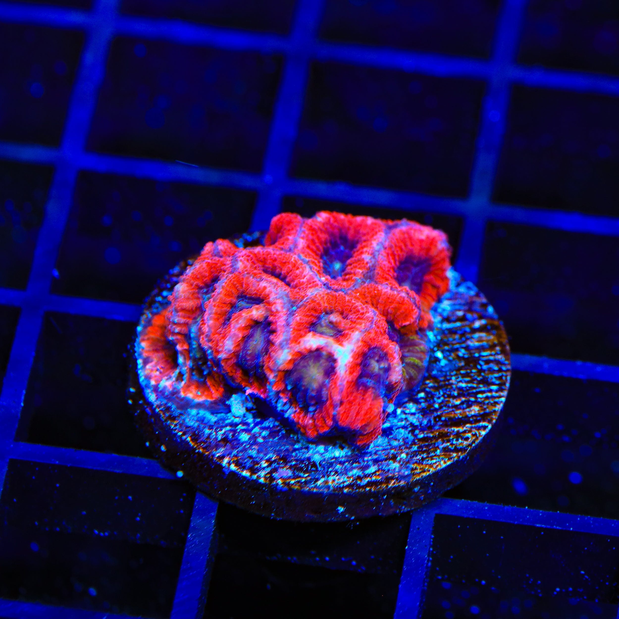 WWC Fruit Cake Favia Coral