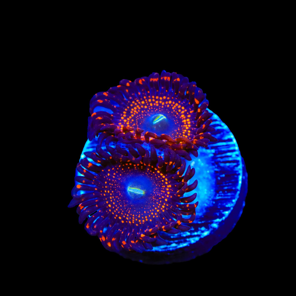 WWC Illuminati Zoanthids Coral