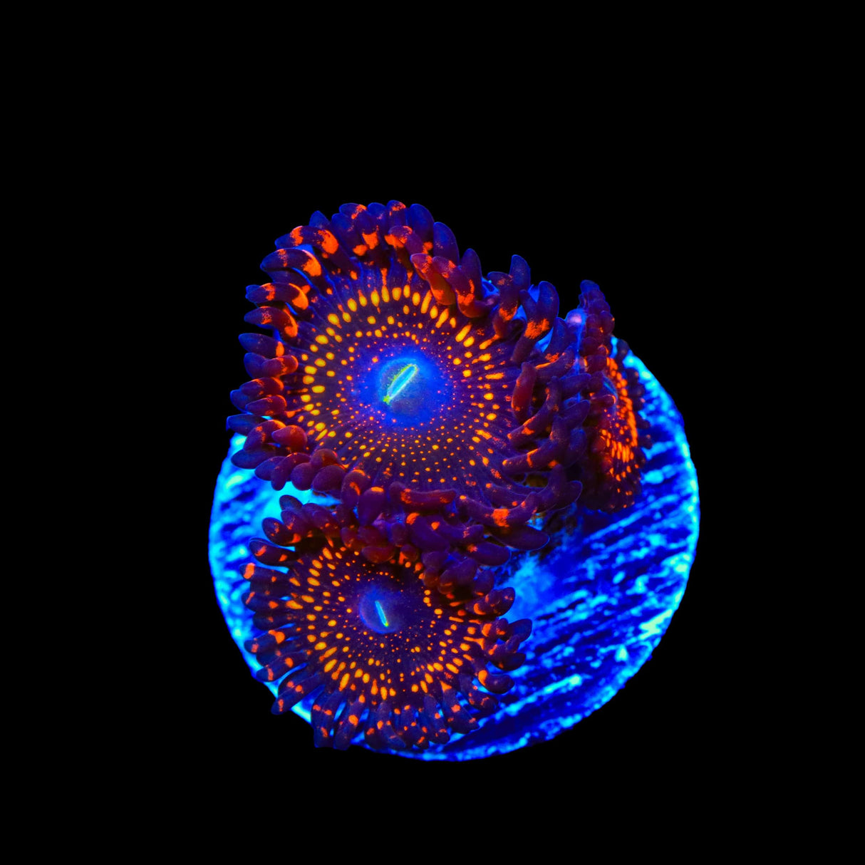 WWC Illuminati Zoanthids Coral