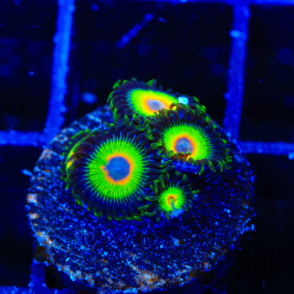 WWC Island Time Zoanthids Coral