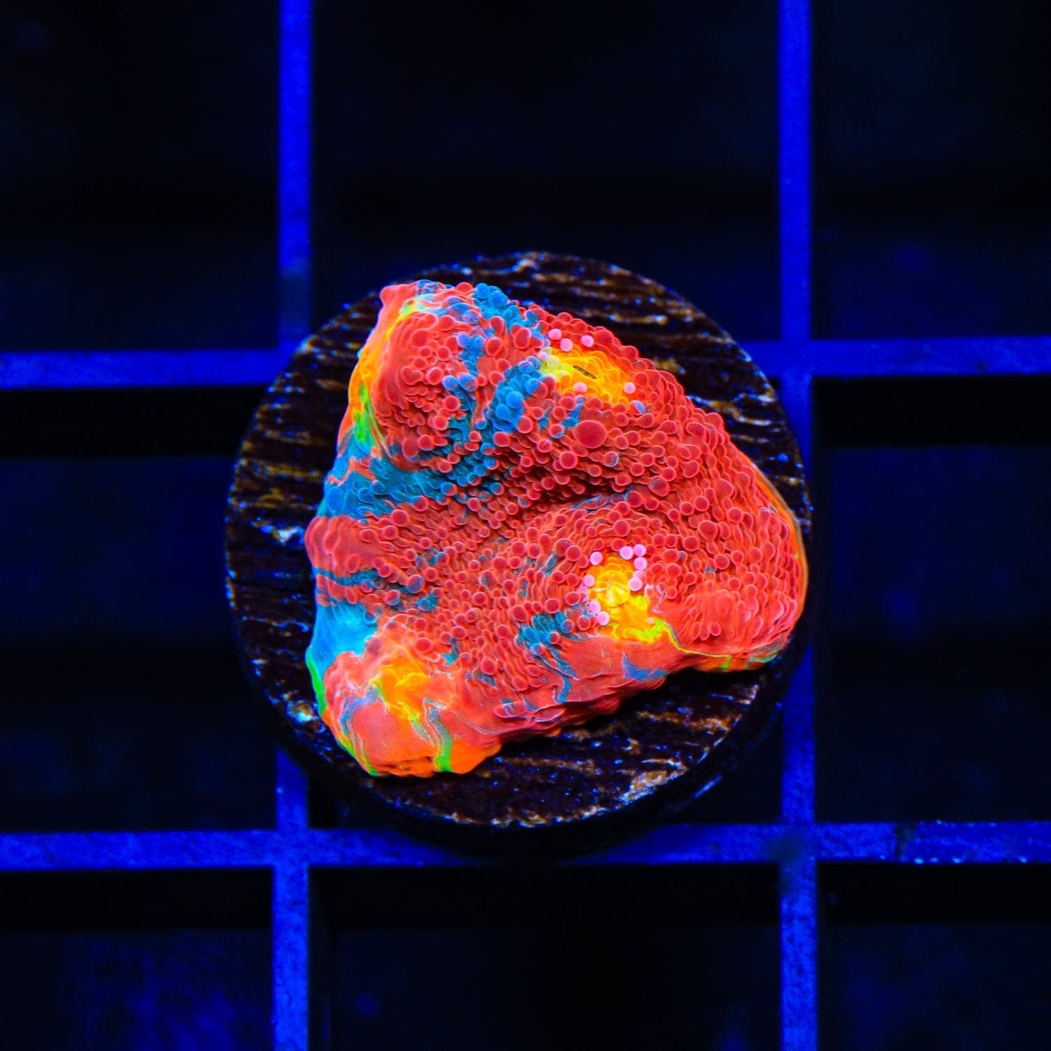 WWC Jelly Bean Chalice Coral