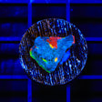WWC Jelly Bean Chalice Coral