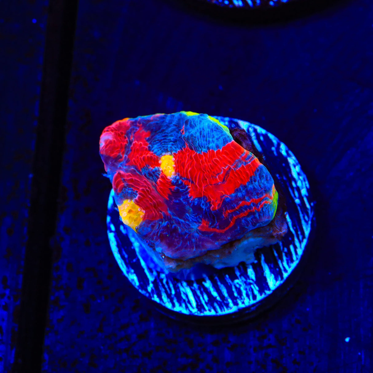 WWC Jelly Bean Chalice Coral