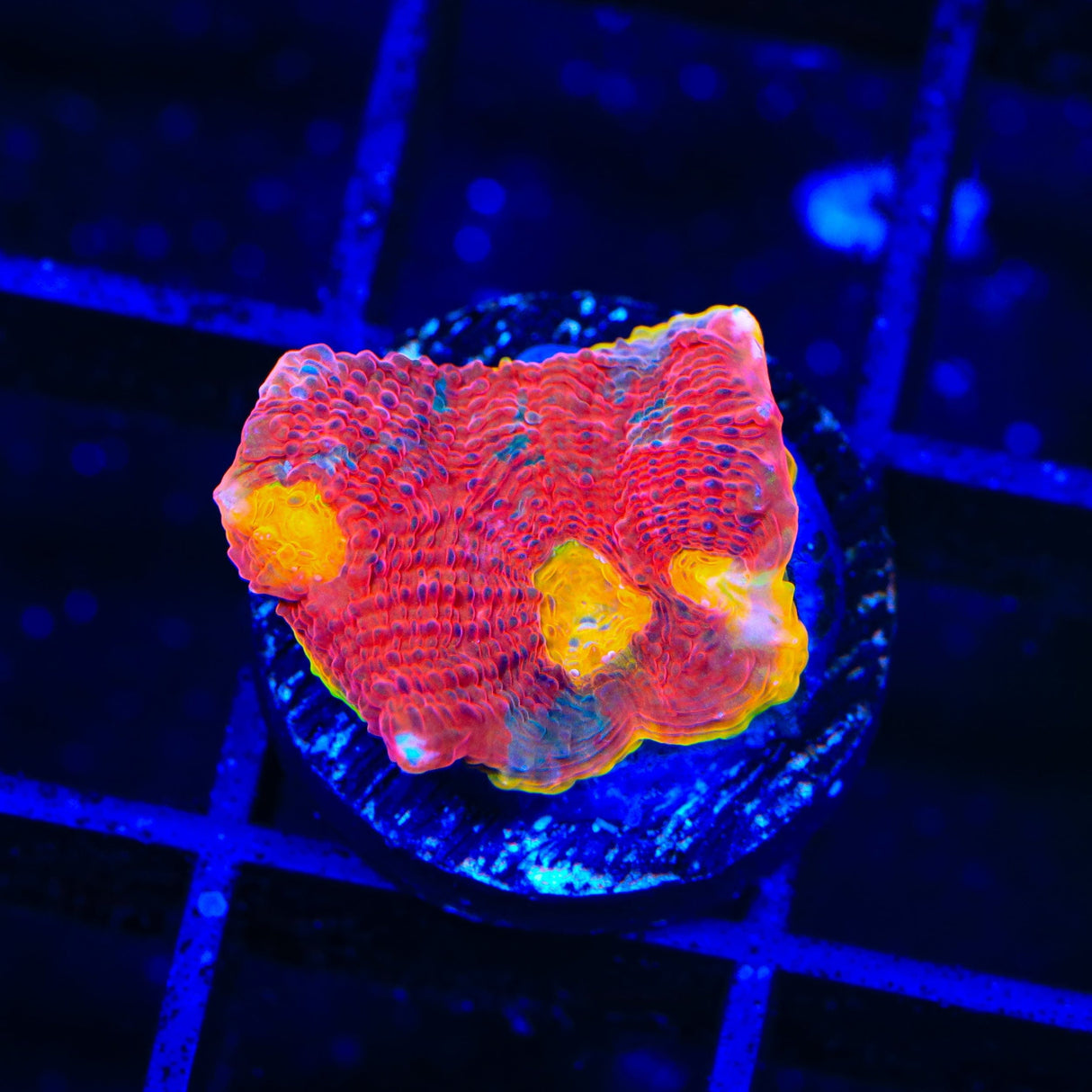 WWC Jelly Bean Chalice Coral