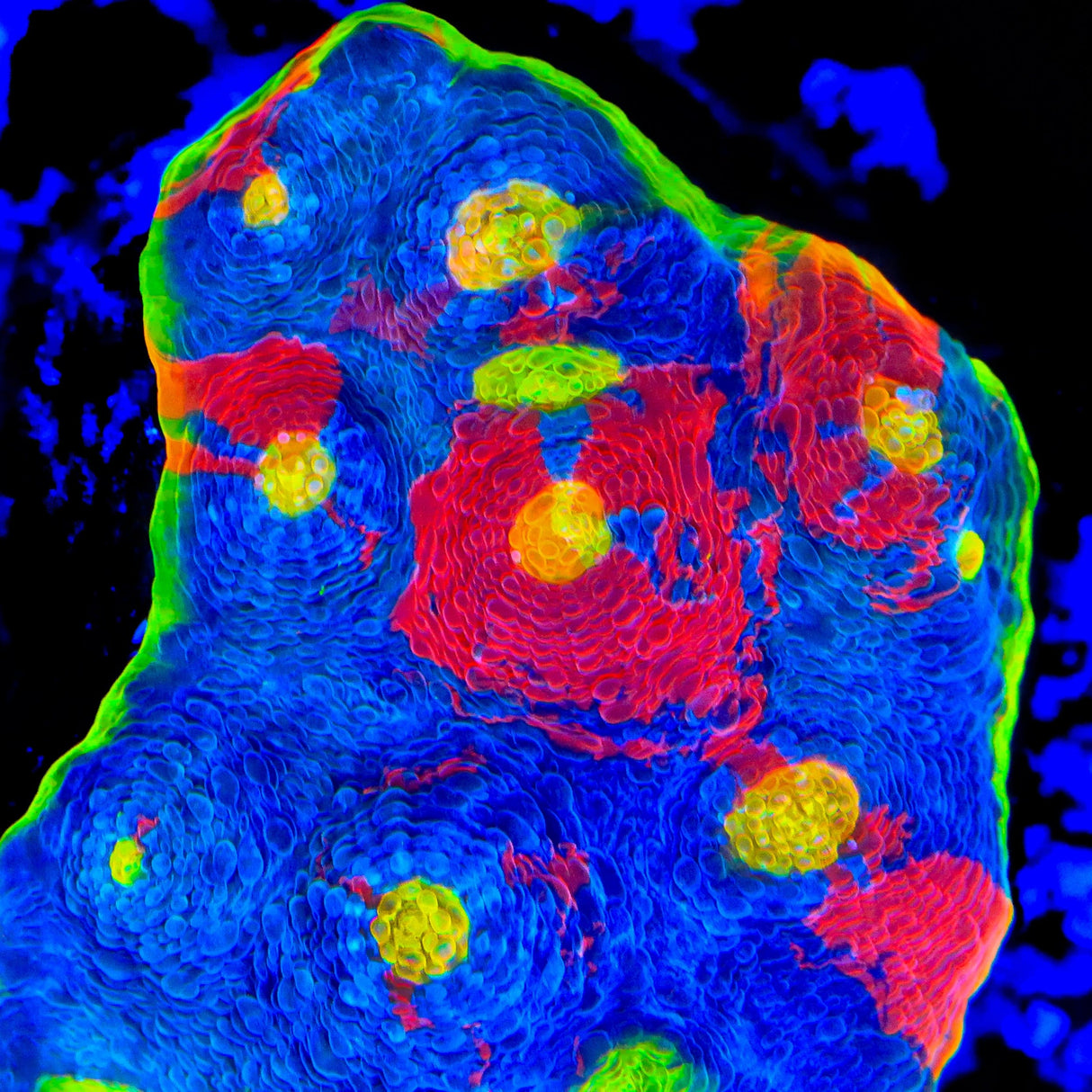 WWC Jelly Bean Chalice Coral