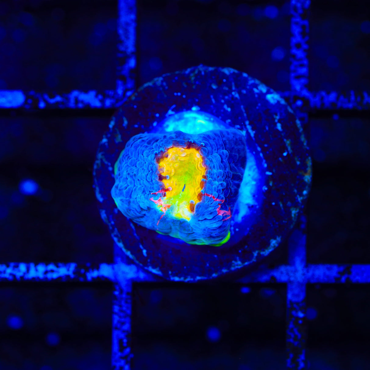 WWC Jelly Bean Chalice Coral