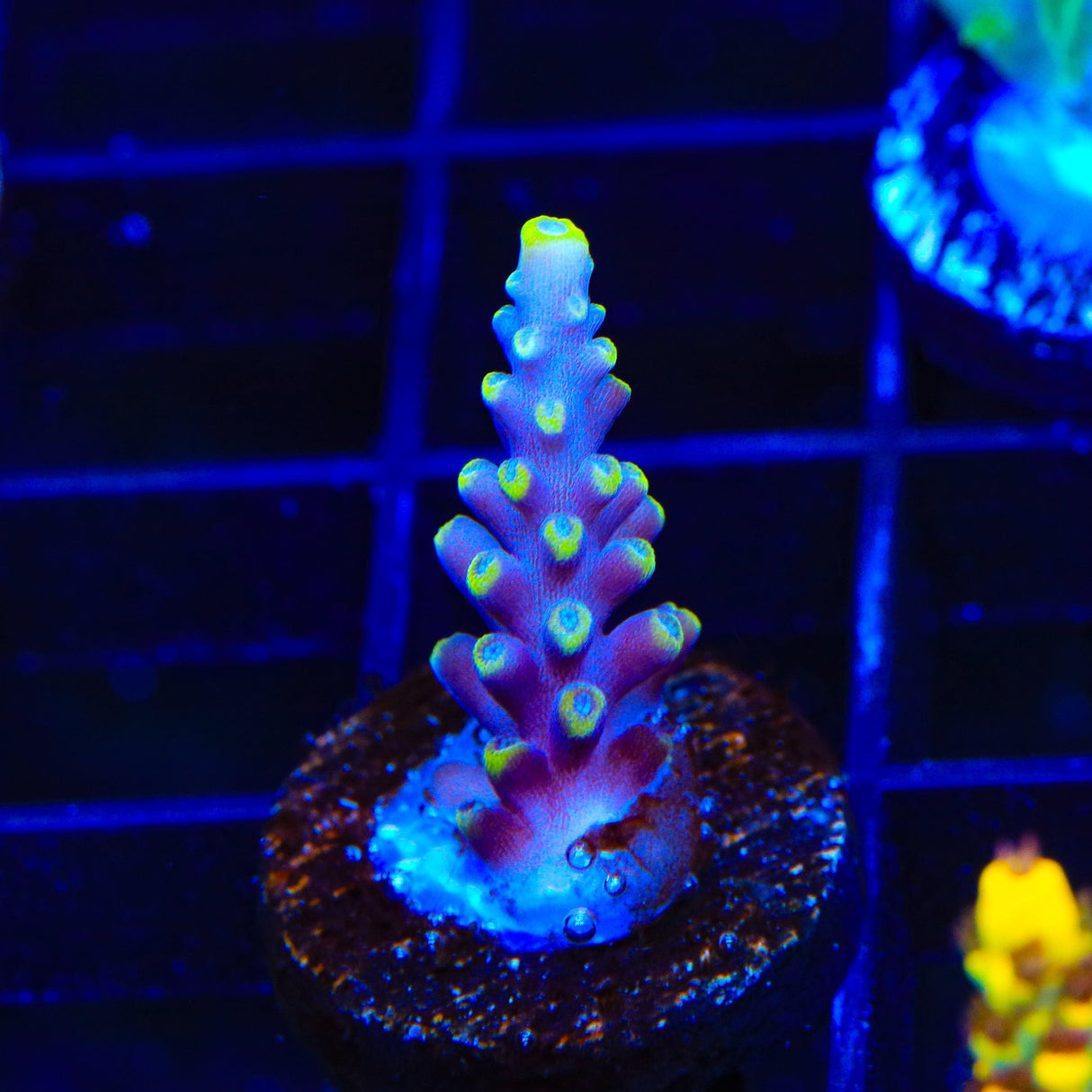 WWC Kobe Bean Acropora Coral