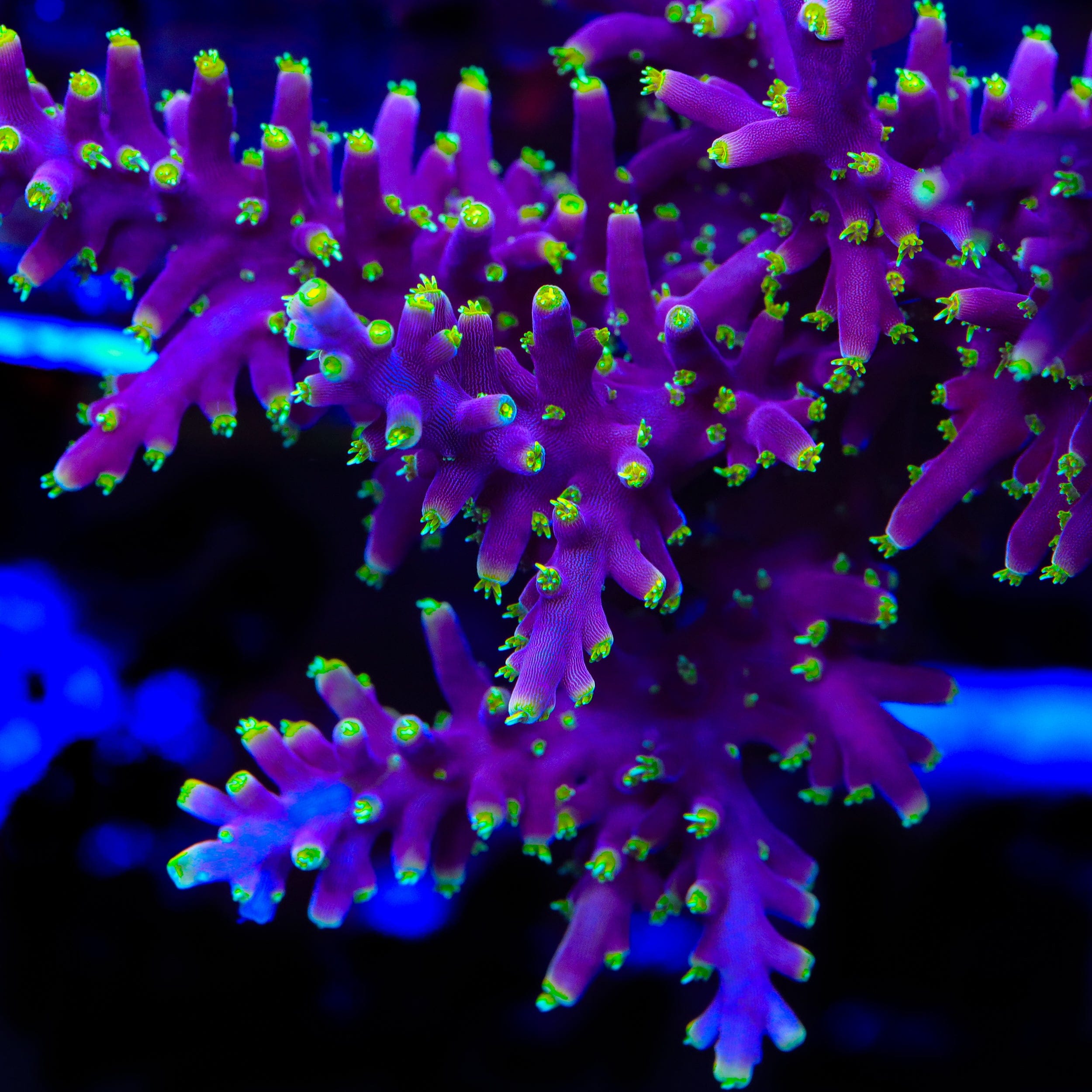 ブラデリス ケイラブラ 2点 redmarine Tyree Aequituberculata Cap Montipora Coral