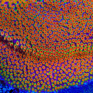 Looney Tunes Stylocoeniella Coral