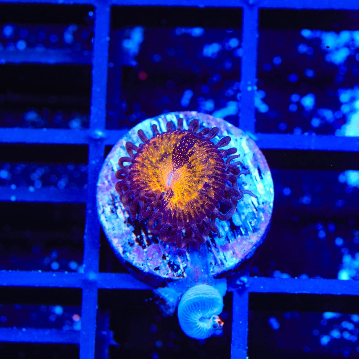 WWC Pandora Zoanthids Coral