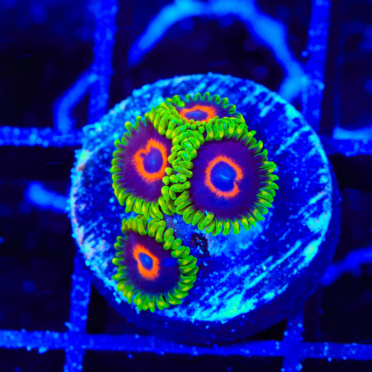 WWC Purple Hearts Zoanthids Coral