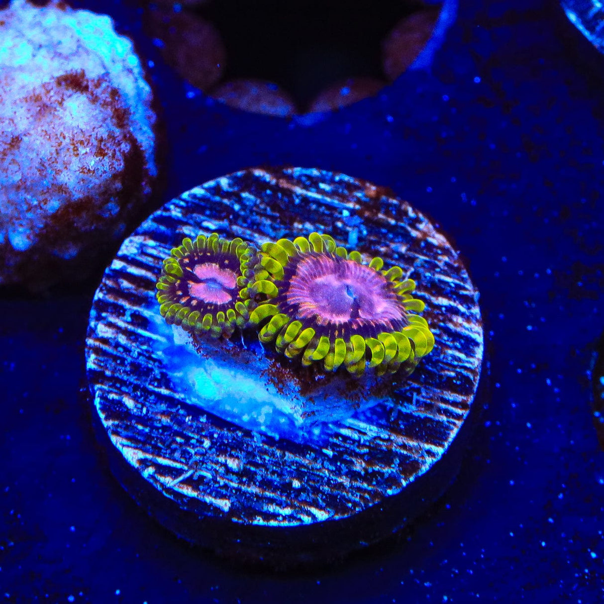 WWC Purple Monster Zoanthids Coral