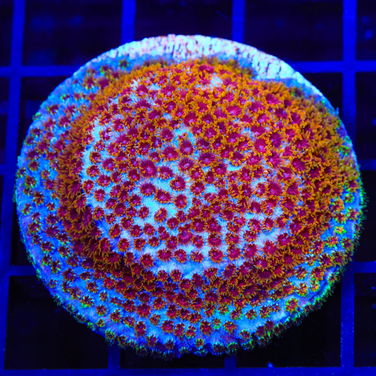 WWC Skittles Bomb Cyphastrea XL Frag Coral