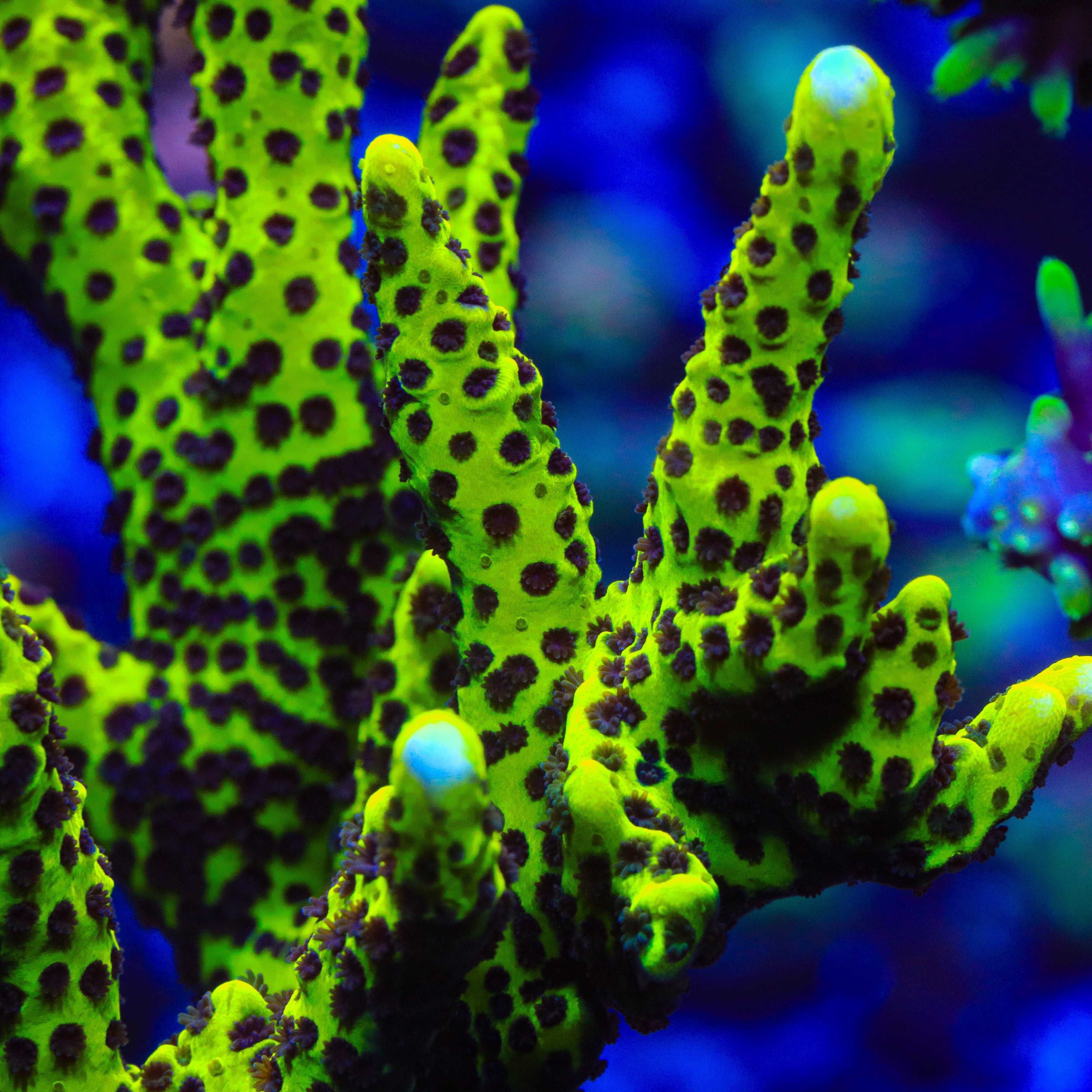 Slimeball Spongodes Montipora Coral – Top Shelf Aquatics