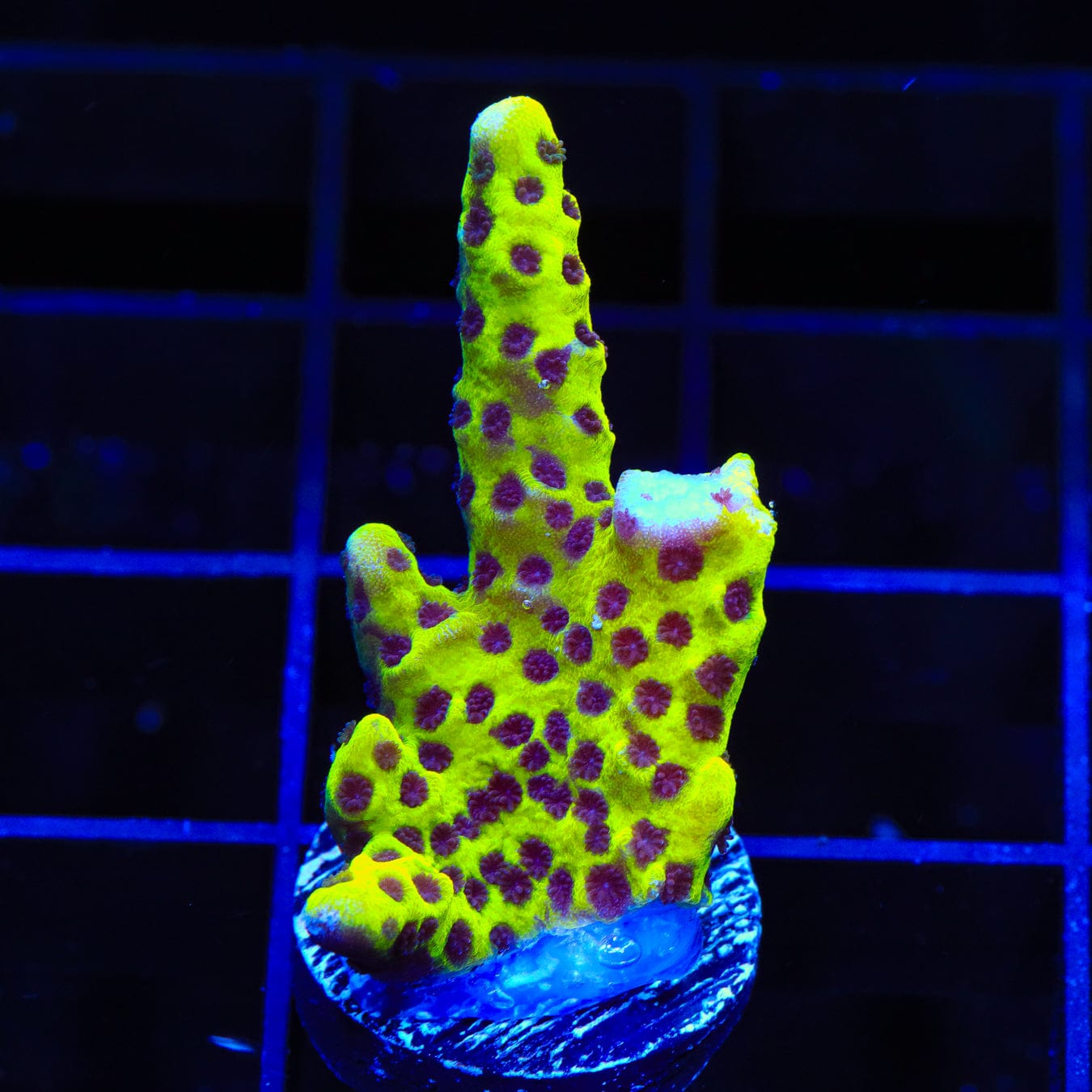 WWC Slimeball Spongodes Montipora Coral – Top Shelf Aquatics