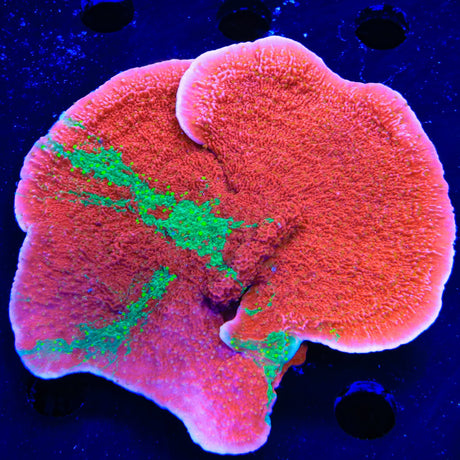 WWC Sunfire Montipora Cap Colony Coral