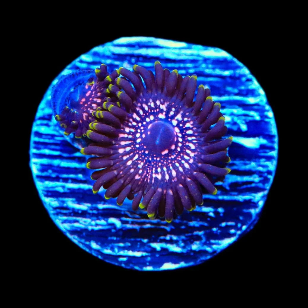 WWC Tasers Zoanthids