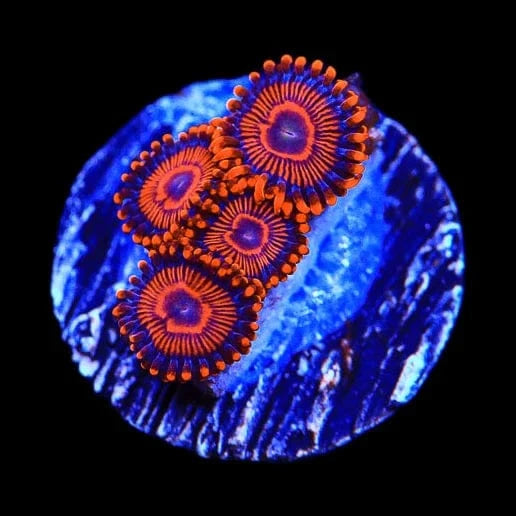 WWC Twizzler Zoanthids Coral
