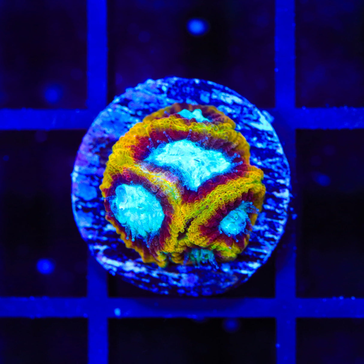 WWC Ultron Favia Coral