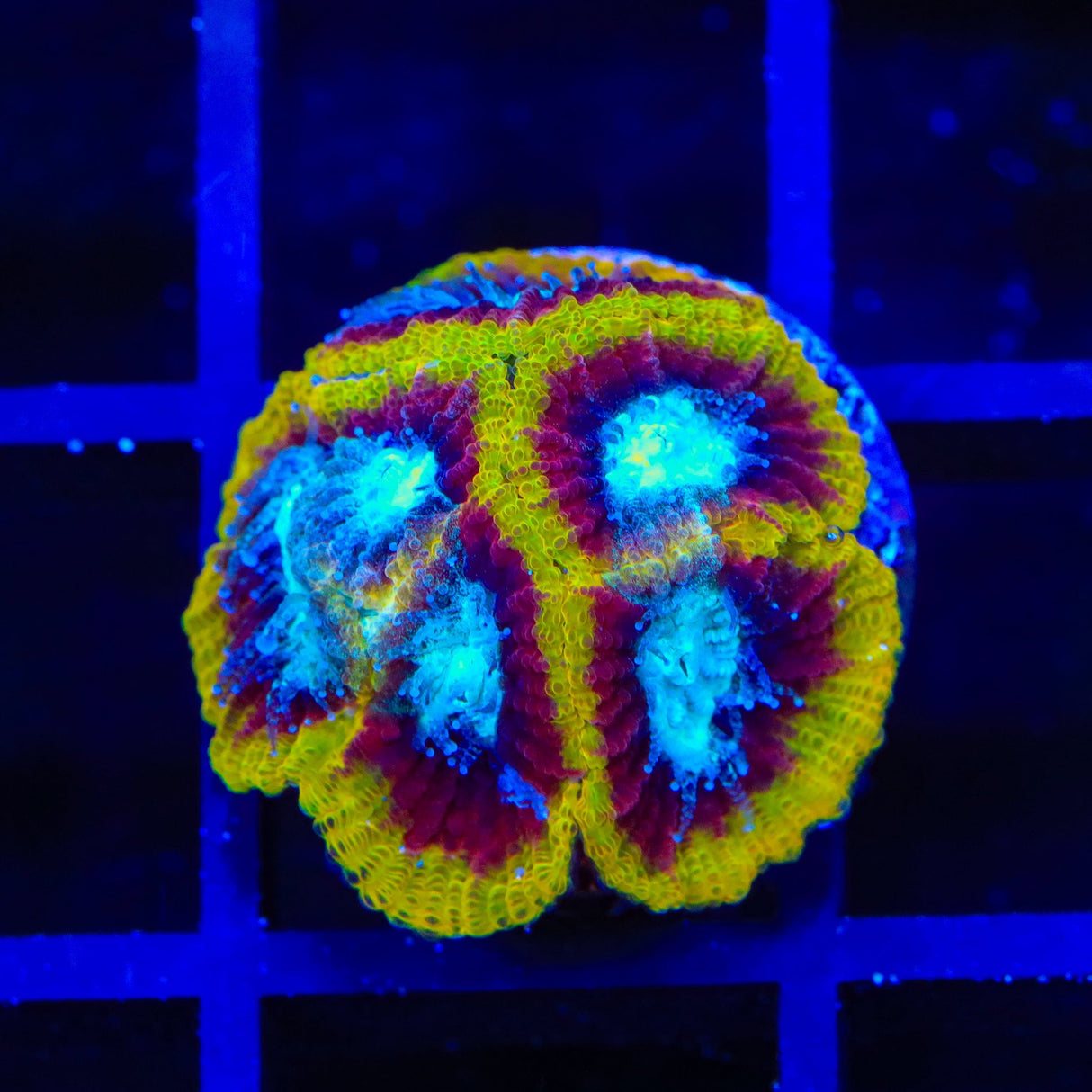 WWC Ultron Favia Coral