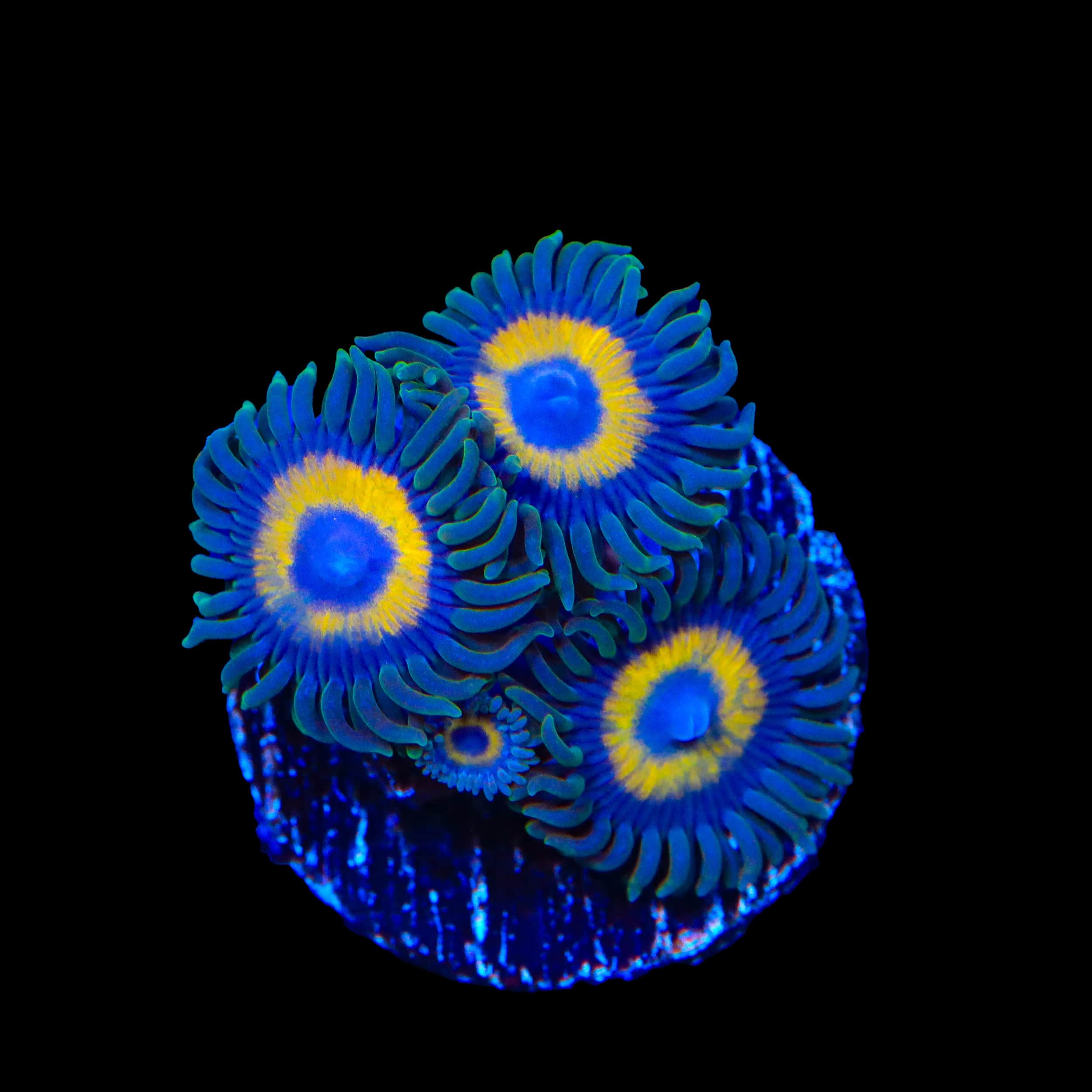 WWC Yellow Submarine Zoanthids Coral