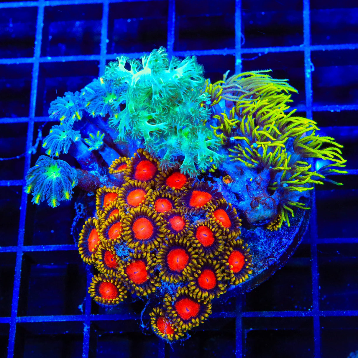 Yellow Brick Road, Blue Eye Star, Clove and Kenya Tree Combo Zoanthids Coral