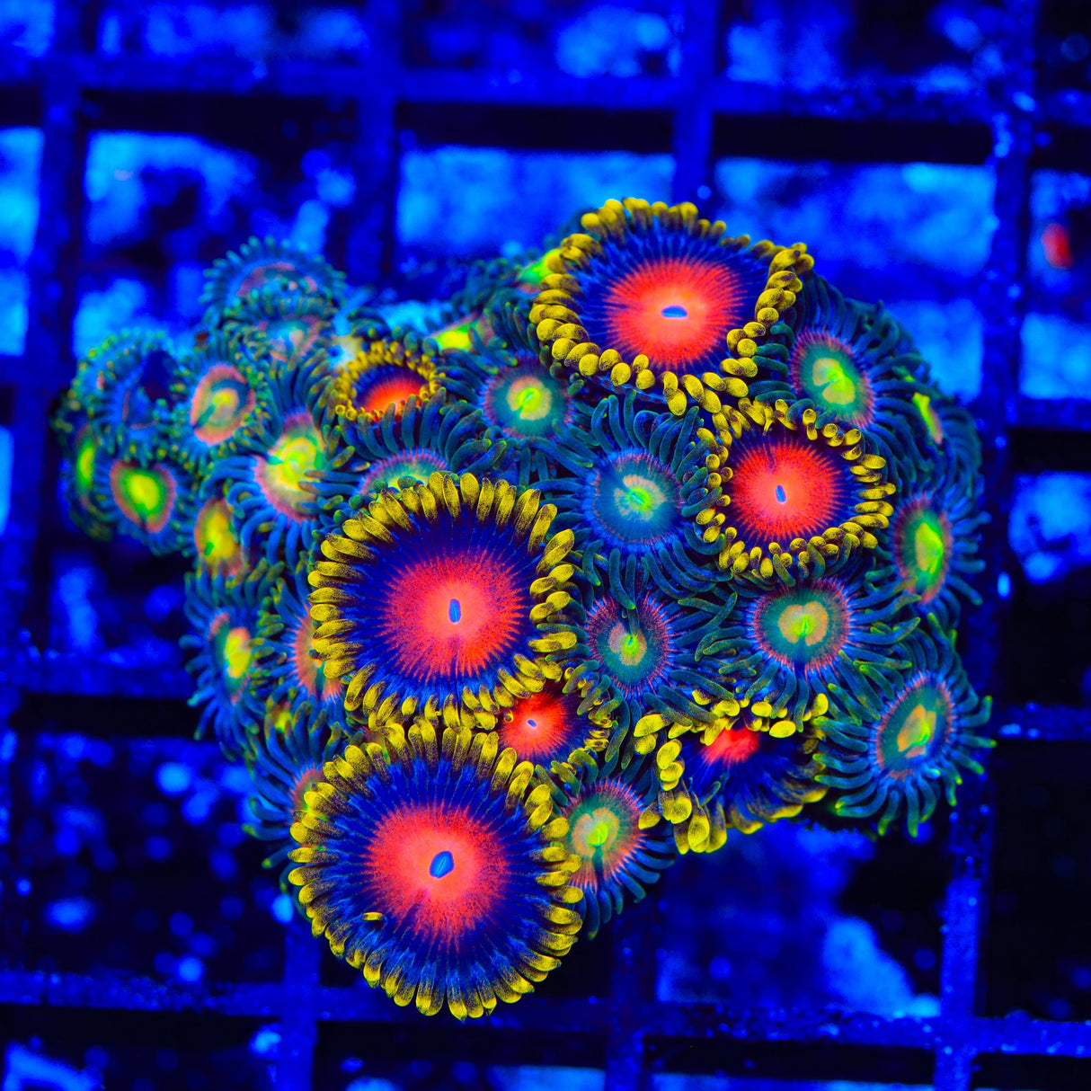Yellow Brick Road Combo Zoanthids Coral