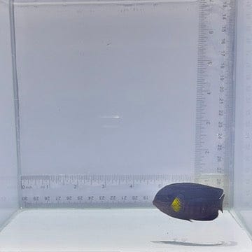 Yellow Fin Pygmy Angelfish (Centropyge flavicauda)