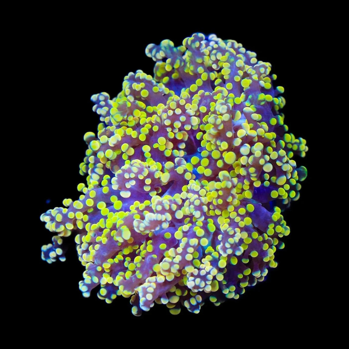 Yellow Octospawn Coral