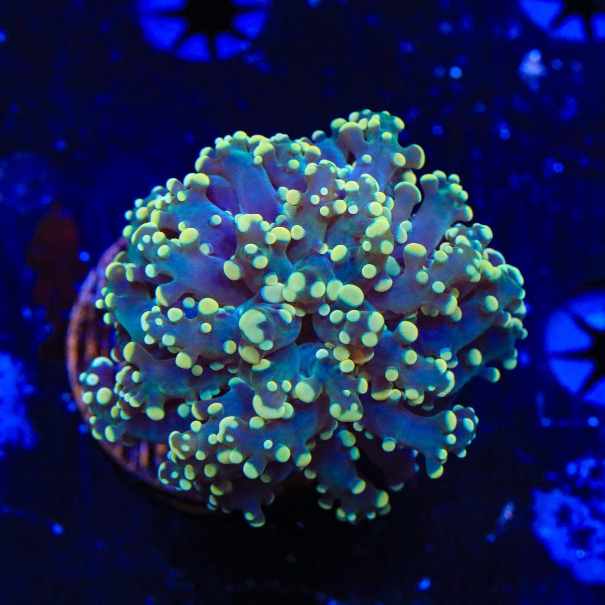 Yellow Octospawn Coral