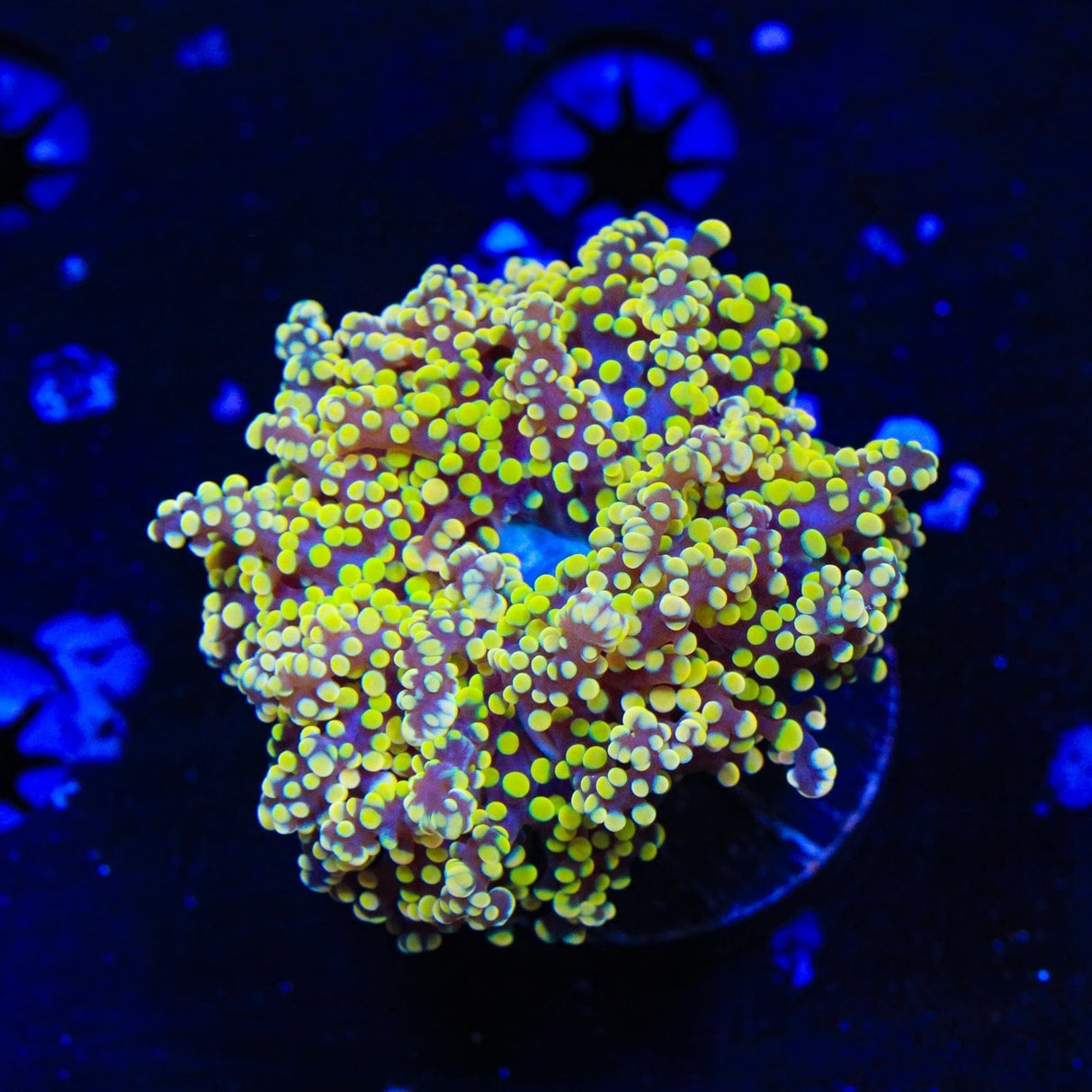 Yellow Octospawn Coral