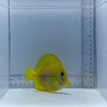 Yurple Tang Fish