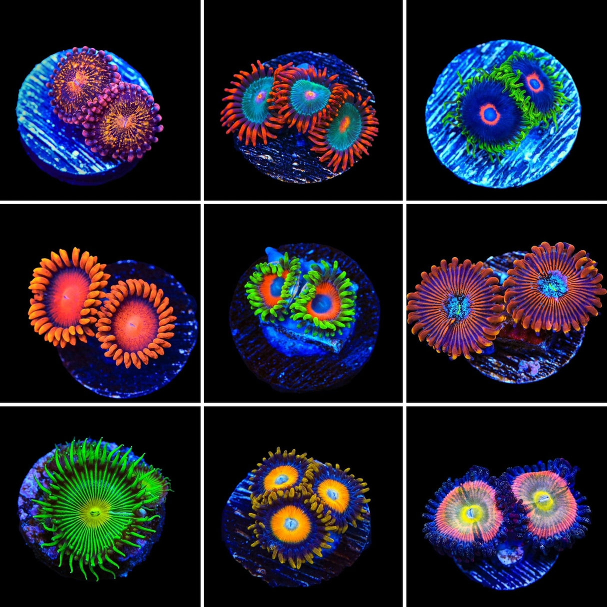 Zoanthids 3 Coral Frag Pack