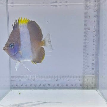 Zoster Butterfly (Chaetodon zoster)